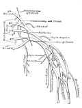 chronic pain : carpal tunnel syndrome & thoracic outlet syndrome 2