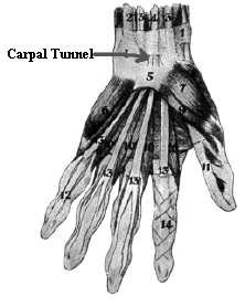 carpal tunnel syndrome : the carpal tunnel