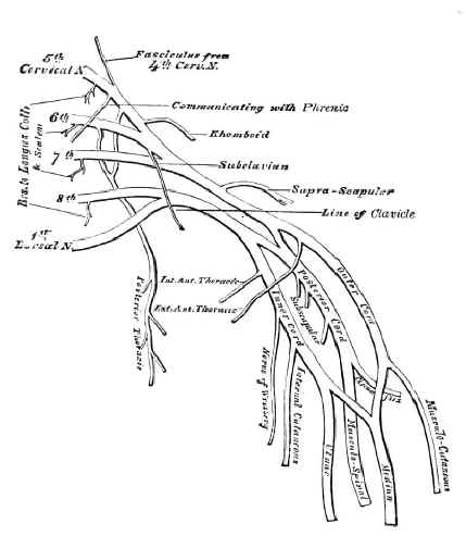 thoracic outlet syndrome : brachial plexus